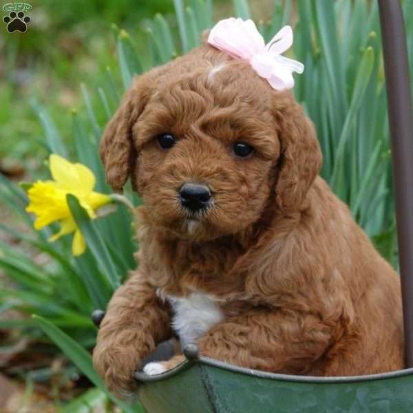 Misty Dawn, Mini Labradoodle Puppy